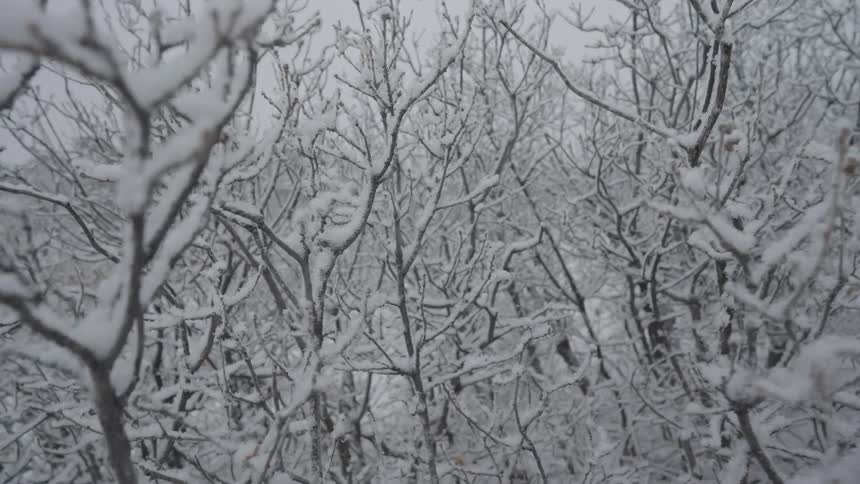 A lot of trees covered in snow in a forest
