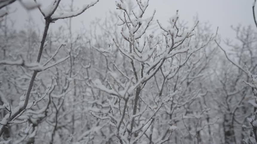 Snow covers tree branches in the forest under a winter sky