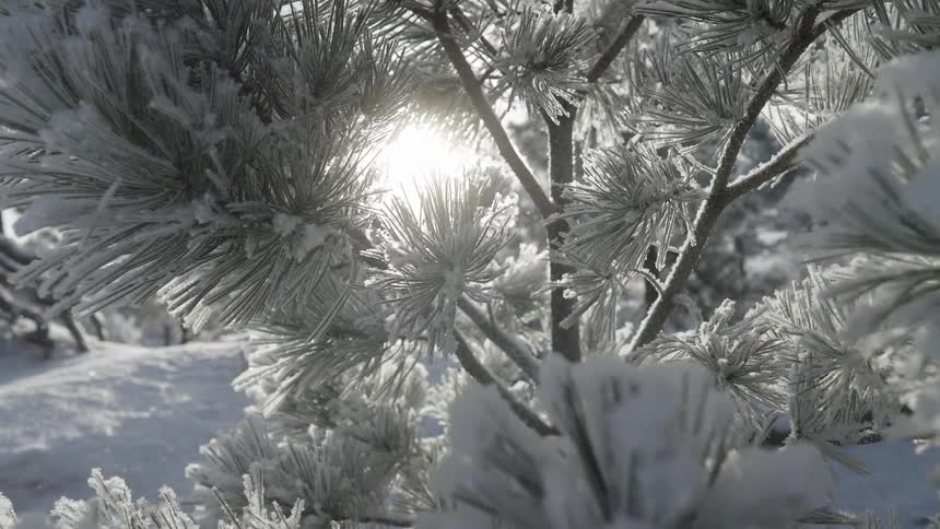 Snow falls onto frost and snow covered conifers on a winter day