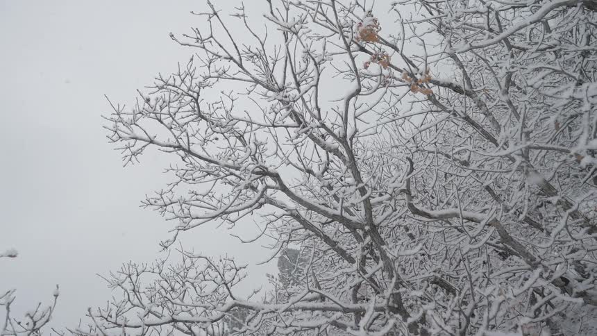 Snow falls and covers trees in the forest