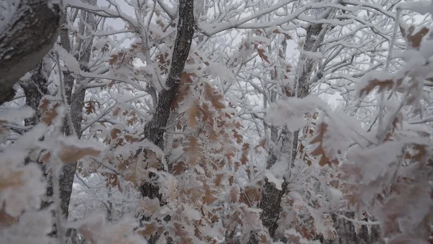 A dense winter forest shows tree branches and persistent brown oak leaves heavily coated in white snow or frost