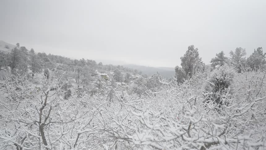 Snowcovered vegetation in the foreground with treecovered hills in the background
