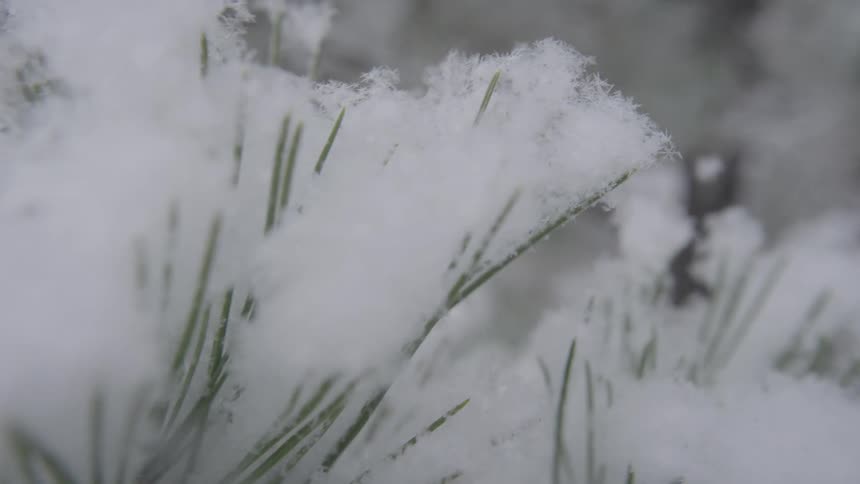 A view of some pine needles with snow on them