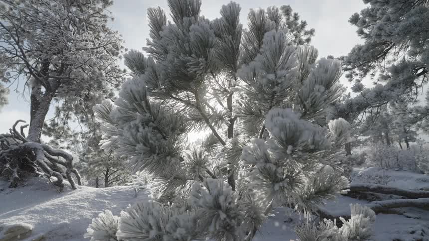 A forest with snowcovered trees as fresh snow falls from the sky on a bright sunny winter day