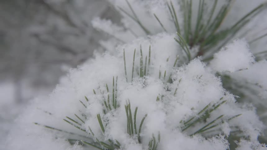 Aerial view of a snow covered treetop and the needles of a fir tree