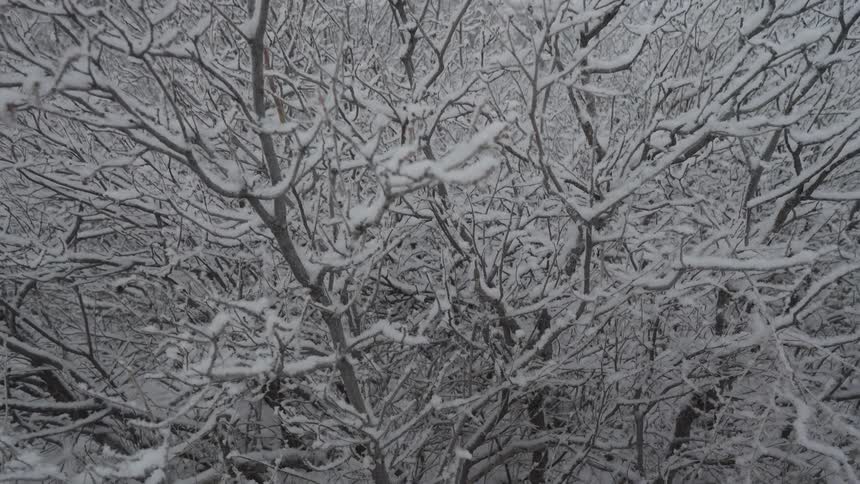 A view of a forest covered in snow
