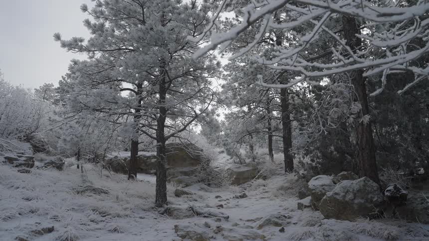 A view of a forest covered in snow