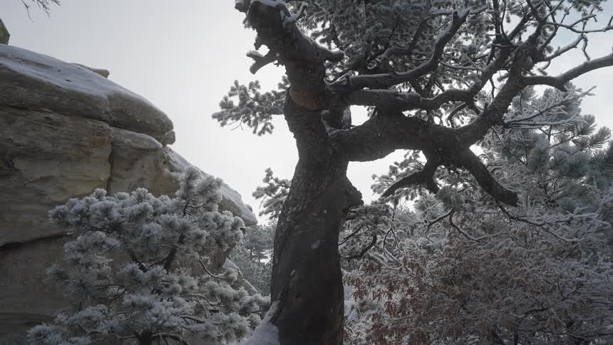 Snow covered trees and rocks on a mountain as snow continues to fall