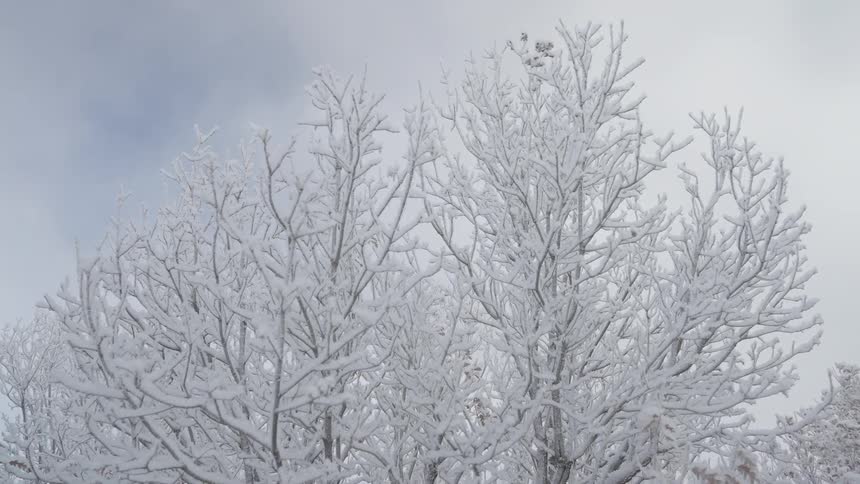 The trees are covered with white frost