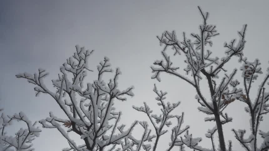 A series of pine trees in the woods at midday their branches coated in rime ice on a cold winter day