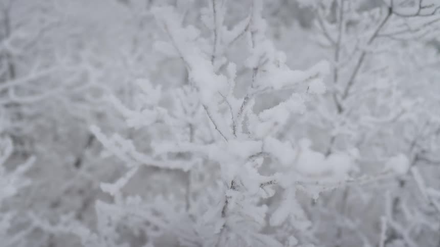 Snow covered trees in the forest on a winter day