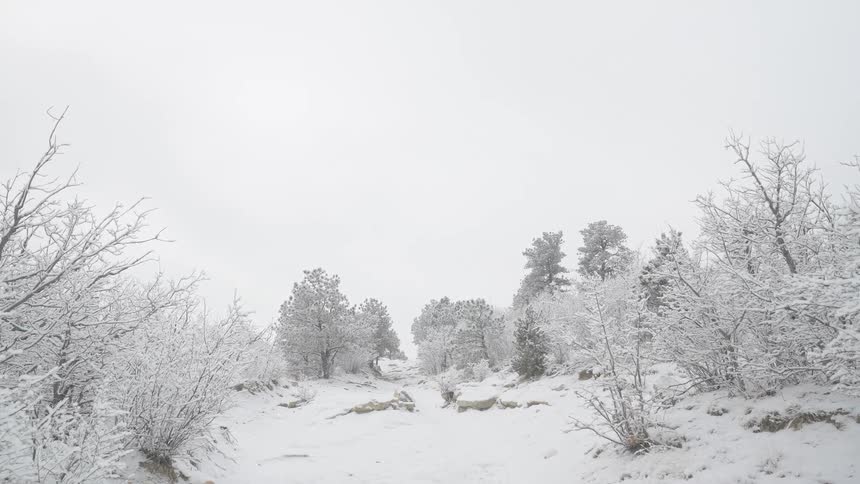 Snowcovered trail surrounded by frozen shrubs and trees