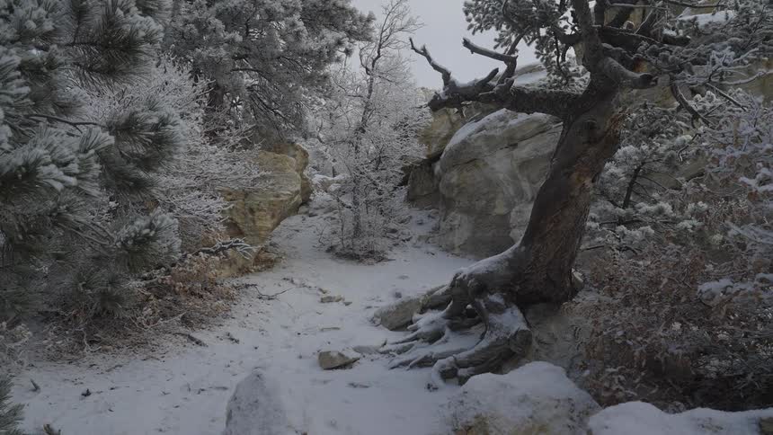 Snow covering the trees in a forest along a rocky path at midday