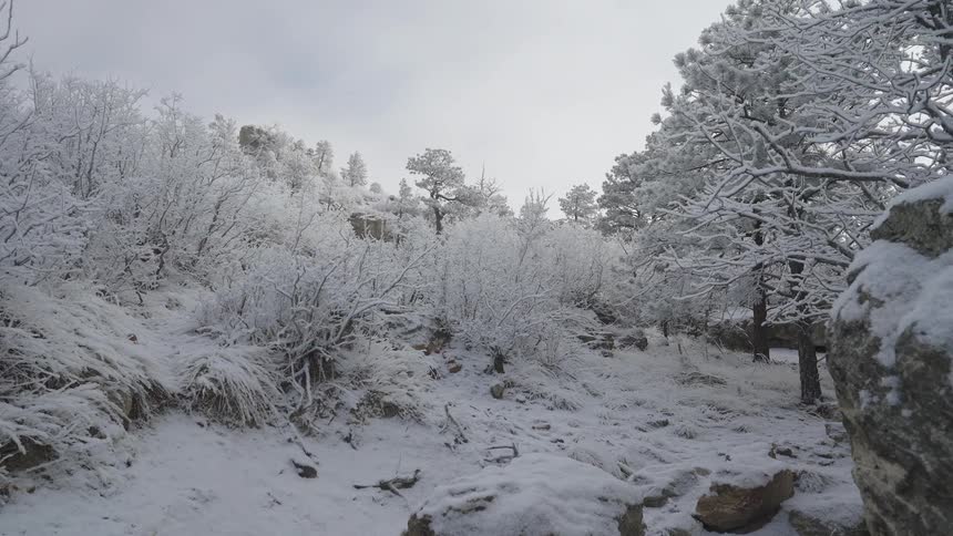 A snowy landscape in a forest clearing is covered in white frost on the trees and shrubs under a gray overcast sky