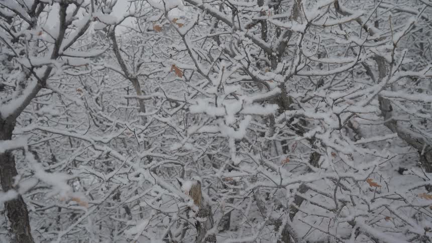Snow covered trees as snow falls in the forest