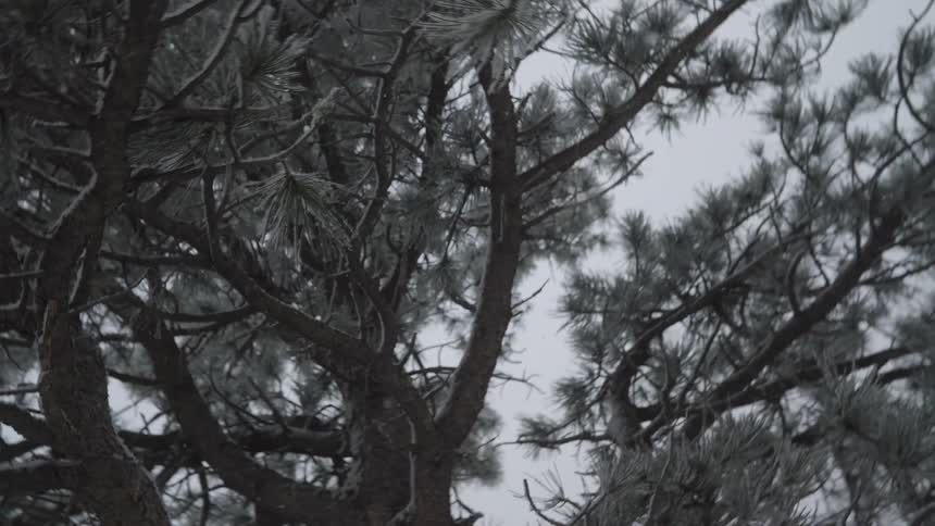 Ice crusts the branches of conifer trees while it snows on a winter day