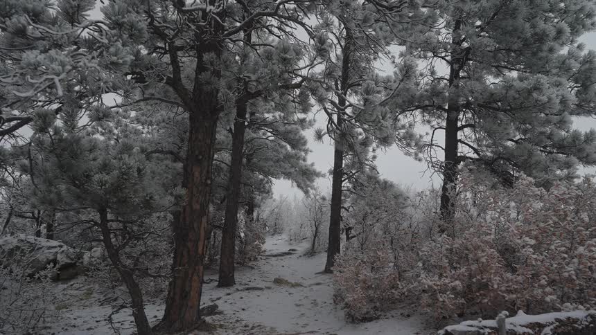 The forest is white and covered in snow