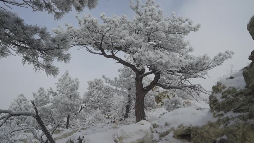 Snow covered rocks and trees on a forested mountain