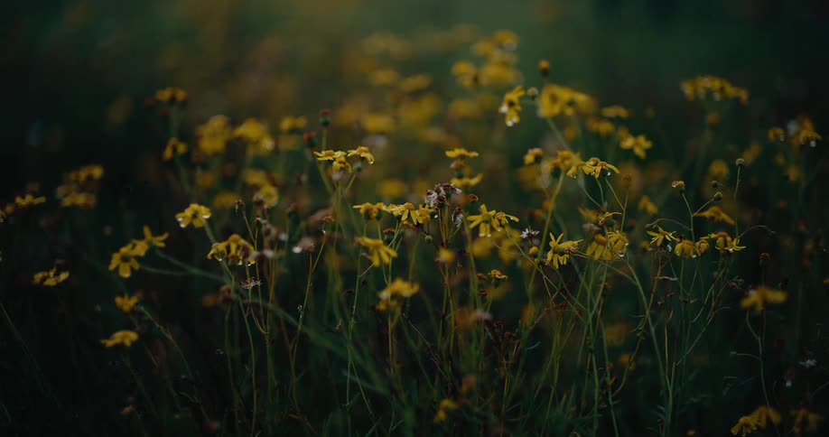 Yellow wildflowers with thin stems in a natural field under soft lighting