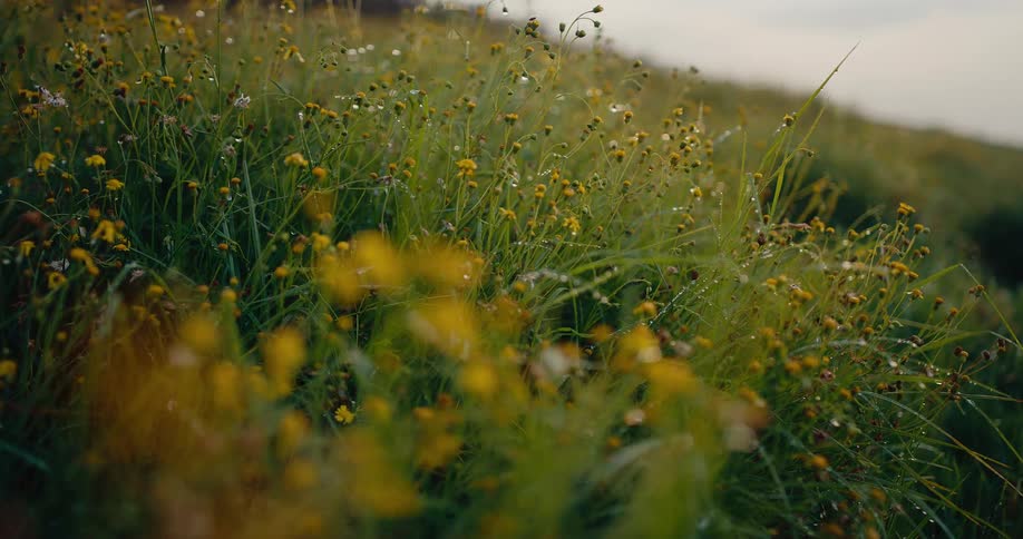 Grass and wild flowers growing in a rural field