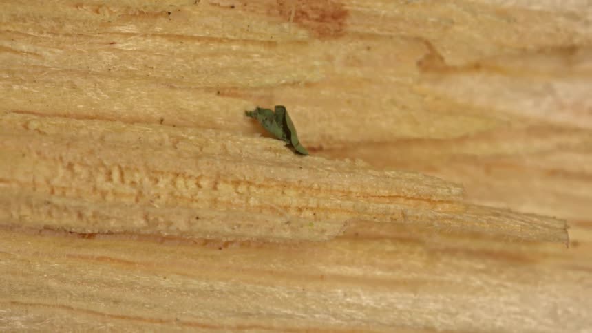 A close view shows a tiny green leaf fragment resting on a rough piece of light colored wood with visible grain and splinters