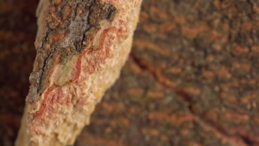 Multicolored surface of tree bark showing a vertical strip of peeling outer layer with gray green and reddish tones in sharp focus against a softer brownishorange textured background
