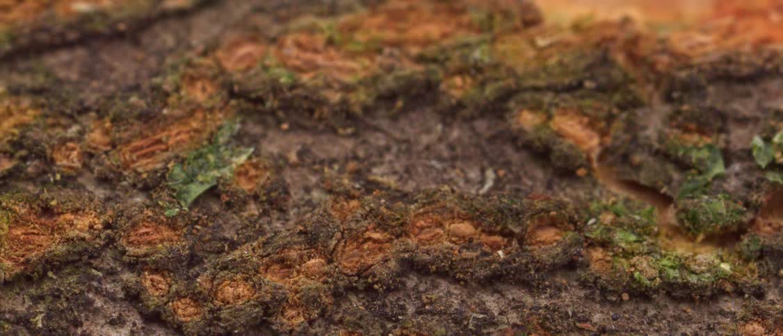 A tree bark covered in orangebrown growth and small patches of green moss highlighting the intricate organic patterns of the wood surface