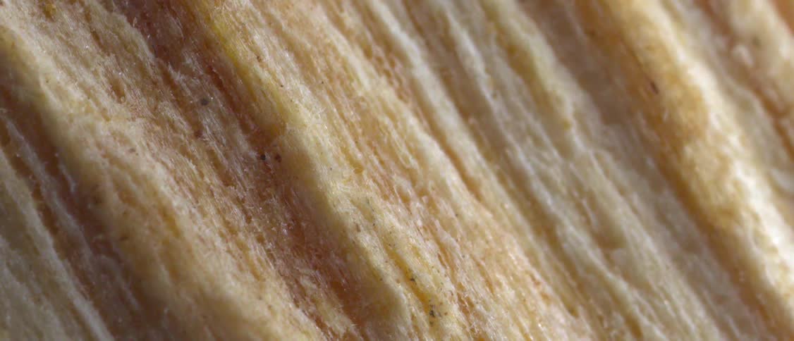 A macro shot displays the detailed fibrous texture and vertical grain of a piece of wood the camera slowly moves over the surface revealing the rough ridges and natural variations in the light brown material