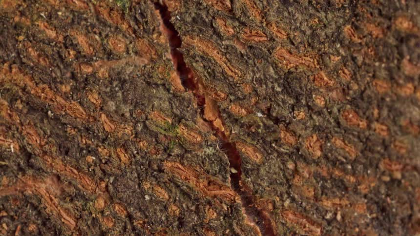 Zooming into tree bark highlighting a deep diagonal crack in its weathered surface