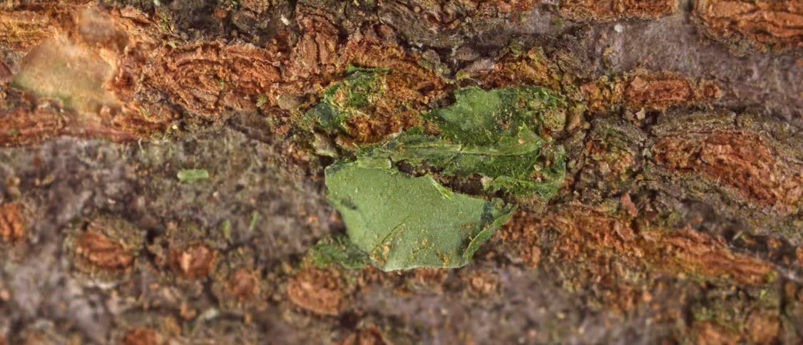 Tree bark texture with green fragments and brown tones in closeup