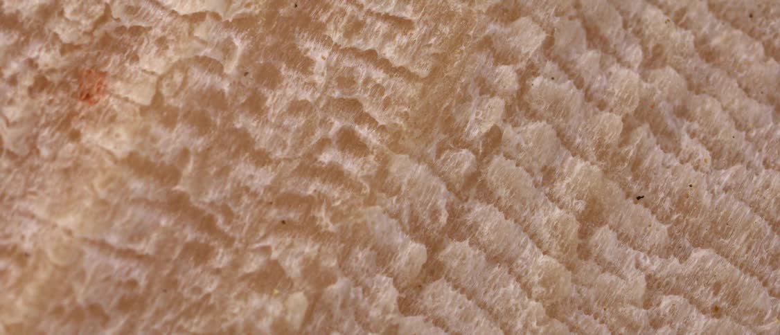 A microscopic view reveals the ridged fibrous texture of a translucent organic surface