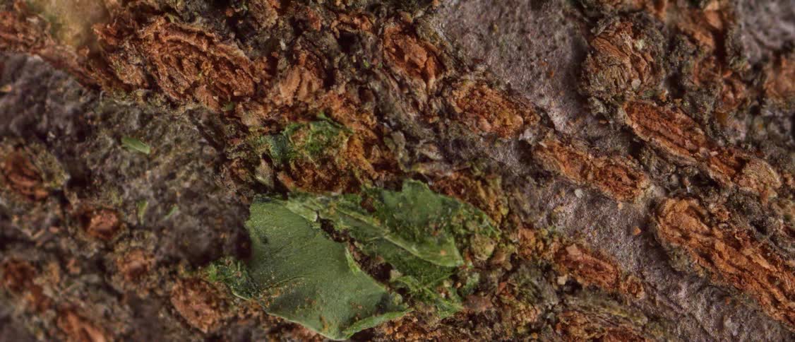 A macro view reveals the intricate rugged texture of tree bark with a vibrant patch of green lichen clinging to its weathered surface