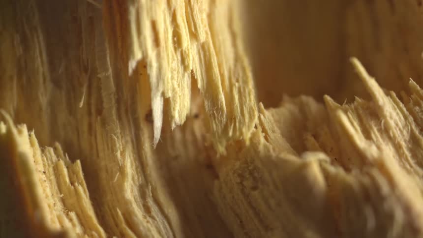 Jagged fibrous interior of splintered lightcolored wood with sharp shards and textured grain curving inward to form a rugged canyonlike landscape