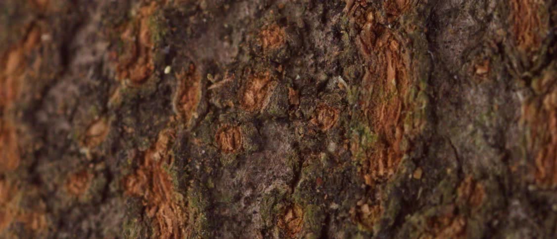 Closeup of rough layered texture of tree bark in natural light on a forest trunk