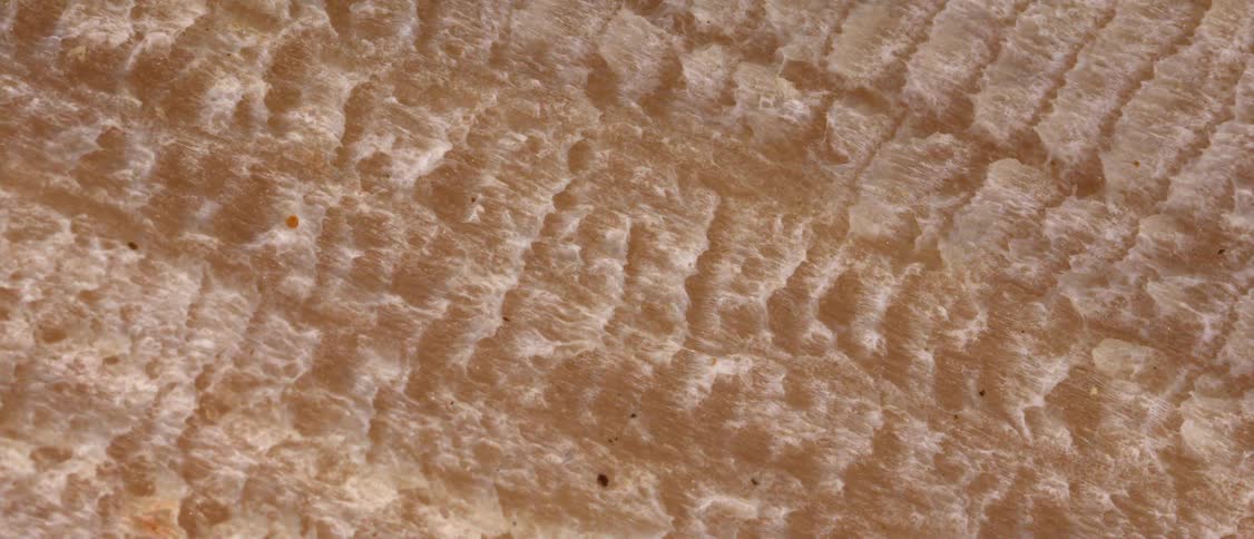 Closeup of porous bread crumb texture in beige tone