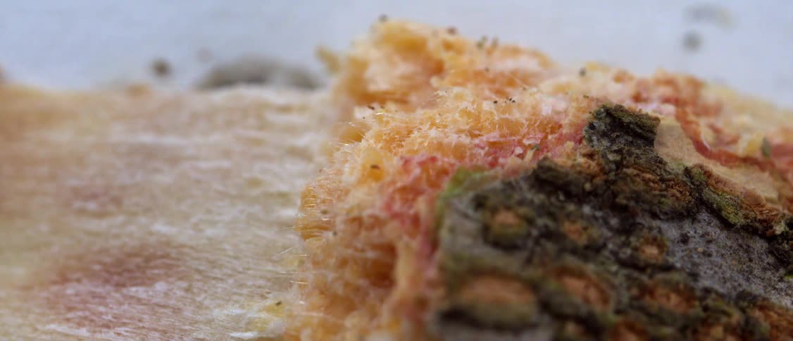 This macro footage reveals the intricate details of a splintered piece of wood focusing on its fibrous interior and rough outer bark the camera slowly pans across the textured surface highlighting orangehued fibers and fine hairlike structures withi
