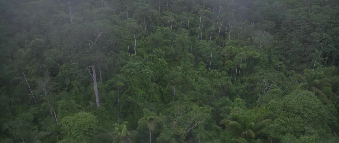 An aerial view of a large forest
