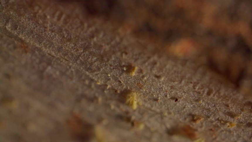 A detailed macro shot slowly rotates revealing the intricate patterns and dusty texture on the surface of a wooden stump