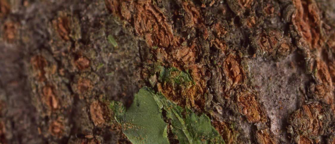 Gray and green patches contrast with brown on a textured surface during the daytime