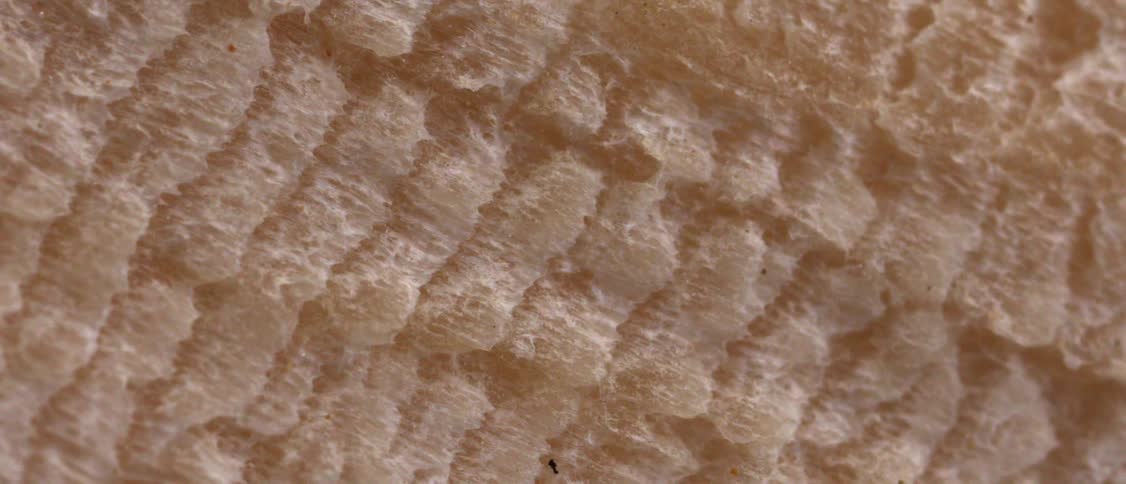 An extreme closeup reveals the dense repetitive texture of a light tan crystalline or porous surface the camera pans slowly across the material highlighting the jagged ridges and organic details of the structure