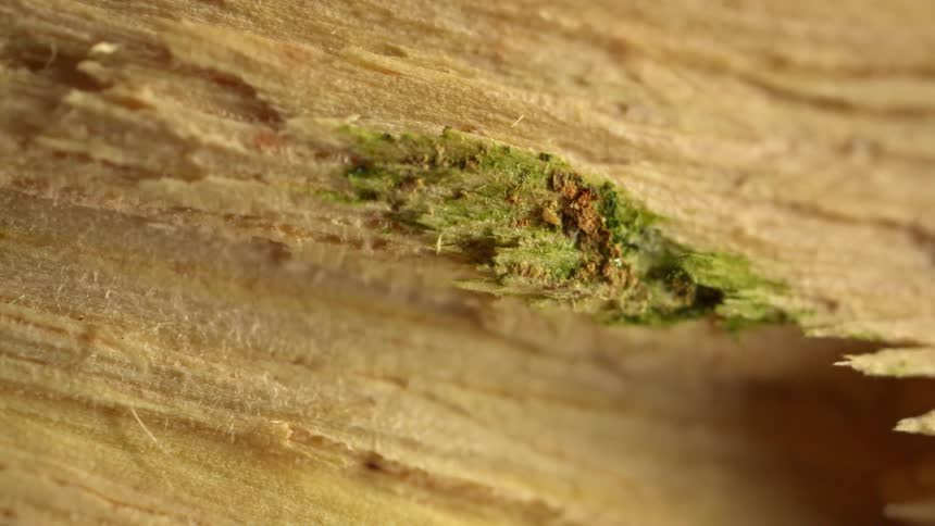 A splintered wooden surface shows a shallow crevice lined with green moss or algae and scattered rustbrown specks emphasizing the fibrous grain and rough texture of the wood