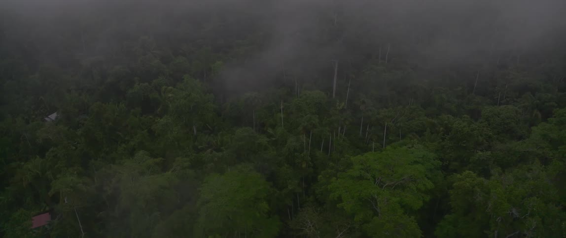 Thick grey mist and lowhanging clouds slowly drift across the top of a vast dense tropical rainforest canopy partially obscuring the various shades of green foliage from an elevated aerial viewpoint