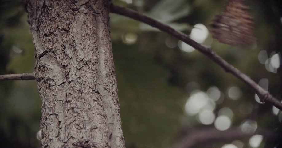 Butterfly sits on a tree trunk as an ant crawls around and the butterfly flies away