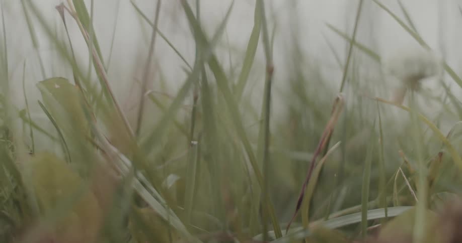 The video shows a handheld extreme closeup shot of green grass and wild clover swaying gently in a field the camera moves slowly through the lowlying vegetation under a soft overcast light creating a dreamy and naturalistic atmosphere
