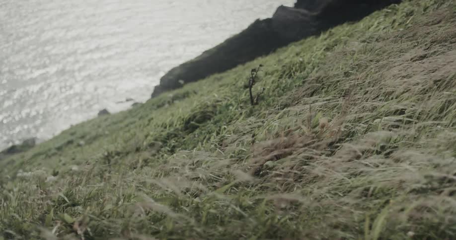 Tall feathery grass sways gently in the breeze on a steep cliffside with the sunlit ocean shimmering in the background