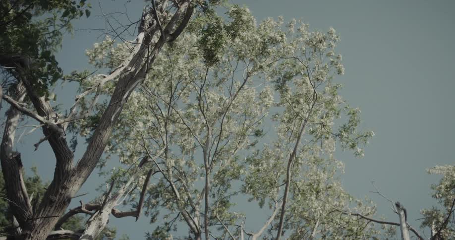 Bare branches and green leaves with white blossoms against pale blue sky