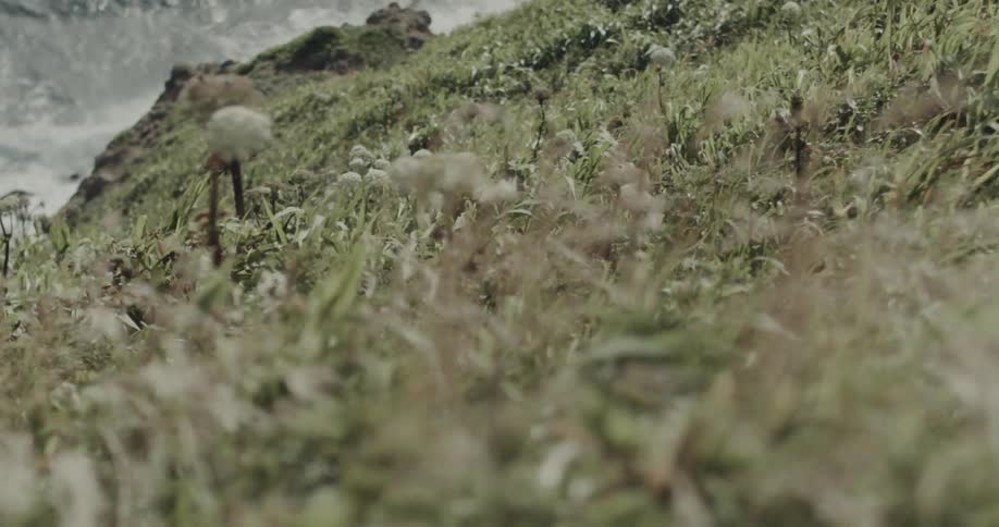Tall green grass and white wildflowers sway in a strong wind on a hillside overlooking a rocky coastline with crashing ocean waves