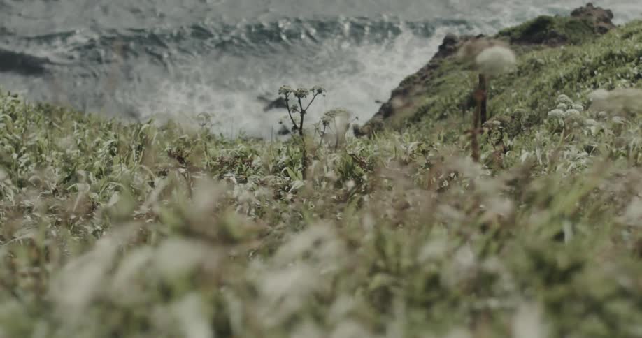 Low coastal vegetation in the foreground with rough ocean in the background