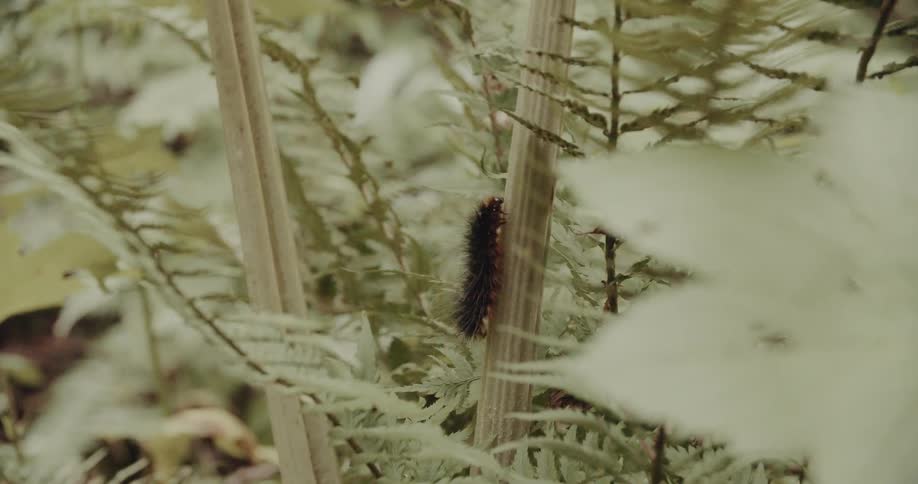 A fuzzy dark caterpillar with red orange coloring is shown climbing a slender plant stem amidst light green ferns and foliage