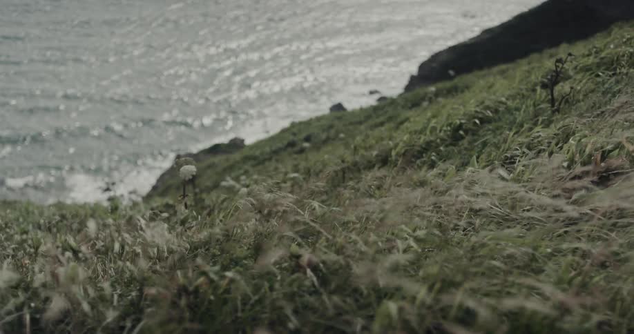 The video features a grassy cliffside overlooking a sparkling sunlit ocean as wind sweeps across the vegetation tall grass and small white wildflowers vigorously in the breeze against the backdrop of the rugged coastline and dark cliffs